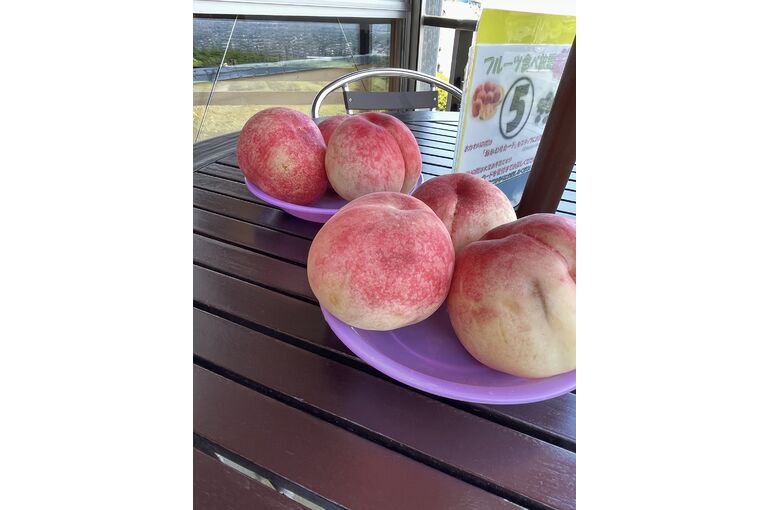 本日プライベートで桃狩りに行きました スタッフのプライベート これまでに神奈川県にて施工してきた建築測量などの様子をご紹介しています